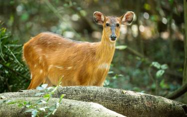 Female sitatunga