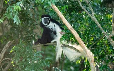 Kilimanjaro colobus monkey