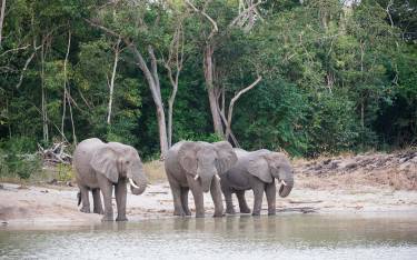 Elephants drinking