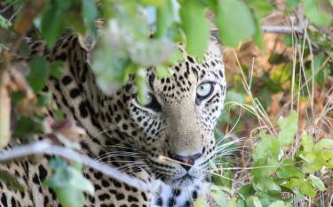Leopard camouflaged in the bush
