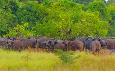 Buffalo herd