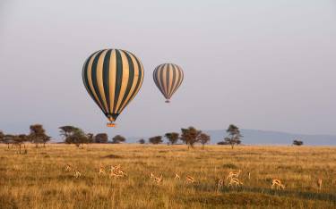 Thumbnail of Hot-air balloons flying over a herd of Thomson's gazelles