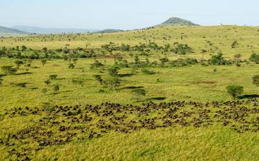 The wildebeest migration seen on a hot-air balloon safari