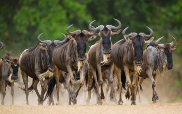 Blue wildebeest walking in the Great Migration