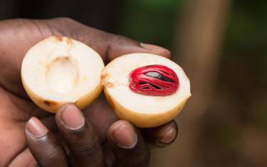 Farm worker on a spice plantation presenting freshly harvested nutmeg and mace