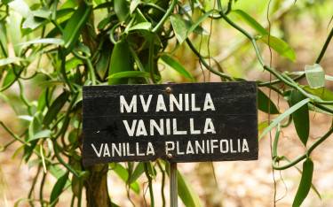 Vanilla vine