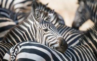 Herd of plains zebras