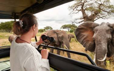 Safari vehicle and elephants
