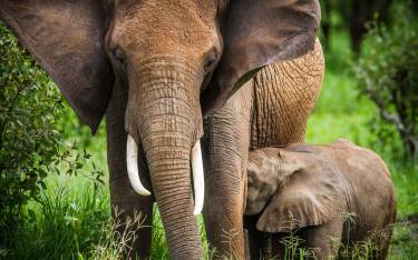 Elephant with calf