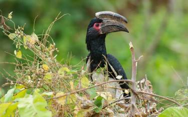 Trumpeter hornbill