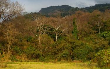 Forested mountain slopes