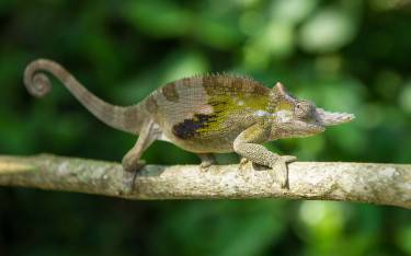 West Usambara two-horned chameleon is endemic to the Usambara Mountains