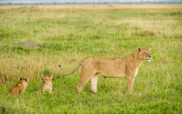 Lioness with cubs