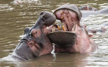 Hippopotamus fighting