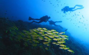 Divers surrounded by fishes
