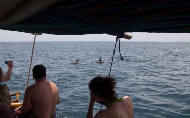 People looking at dolphins swimming next to the boat