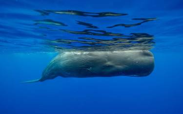 Sperm whale