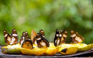 Butterflies feeding on mango in the Zanzibar Butterfly Centre