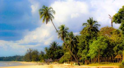Palm-lined beach