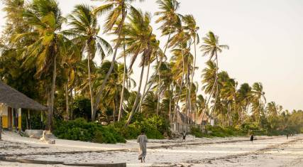 Palm-lined beach
