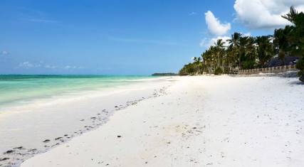 Palm-lined beach