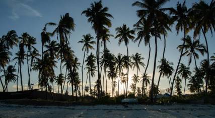 Palm trees at sunset