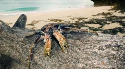 Giant coconut crab on the beach