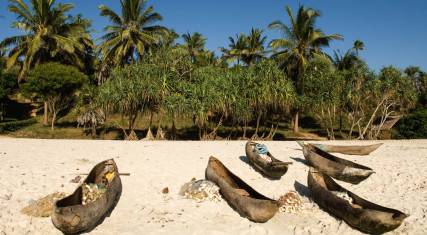 Dugout canoes lying on a palm-lined beach