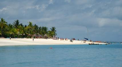 Palm-lined beach