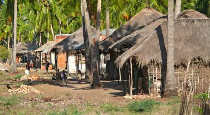 Huts between coconut trees