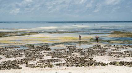 Makunduchi Beach at low tide