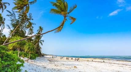 Palm-lined sandy beach