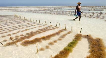 Seaweed farming in the Indian Ocean