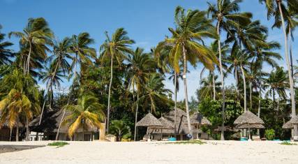 Palm-lined beach