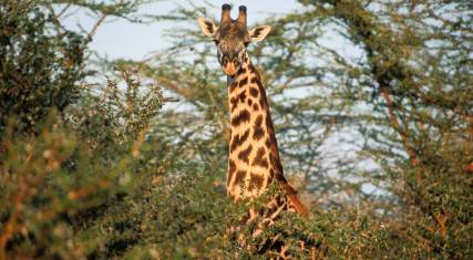 Masai giraffe 