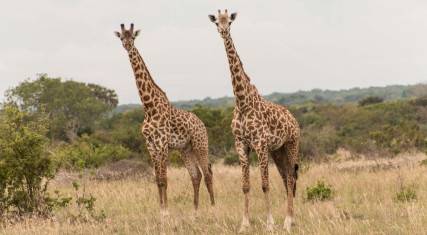 Masai giraffes