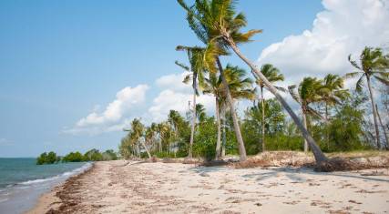 Palm-lined beach