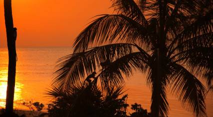 Monkeys climbing palm trees at sunset