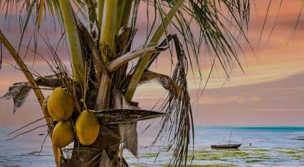 Palm tree at dusk on Jambiani Beach