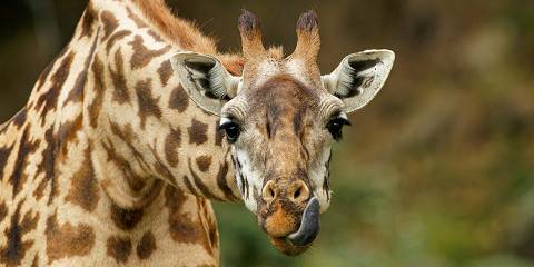 3-Day Tanzania Cultural Tour and Wildlife Experience