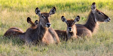 3-Day Ndutu Calving Wonders of Nature Lodge Safari