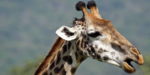 5-Day Best of Northern Tanzania Private Safari