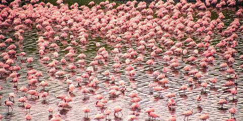 3-Day Fly-in Luxury Northern Safari from Zanzibar