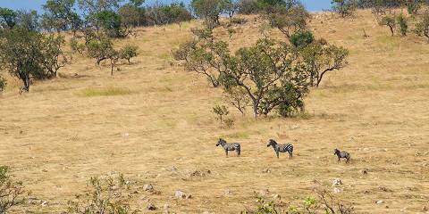 8-Day Honeymooner's Tanzanian Safari