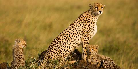 4-Day Enjoy Tanzania Budget Safari with Balloon Ride