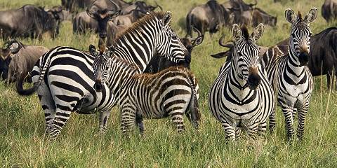 4-Day Classic Trip Tarangire, Ngorongoro & Lake Eyasi