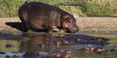 Private Wildlife Expedition