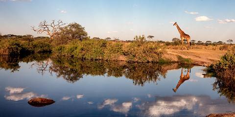 5-Day Trip Tarangire, Crater, Serenget & Manyara Frm Znz