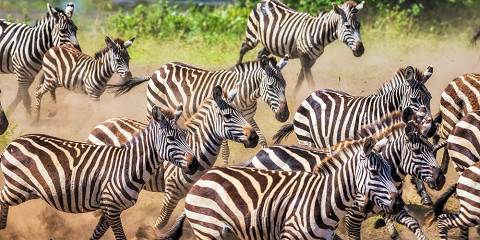5-Day Group Tour with Two Nights in Serengeti Park