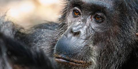 Chimpanzee Trekking